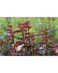 Physocarpus opulifolius `Diable d`Or Mindia`
